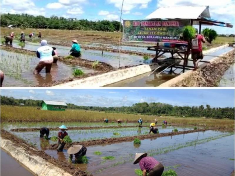 Tanam Padi Perdana dengan Metode Jajar Legowo di Desa Berambai Makmur